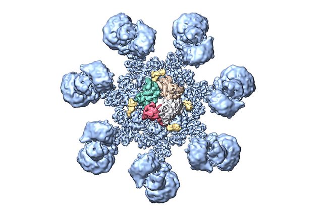 model of active human apoptosome