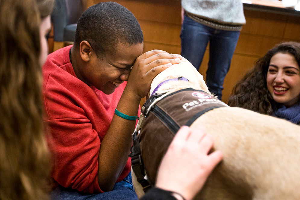 Boston University students pet and play with a therapy dog at Hillel House during Finals Week