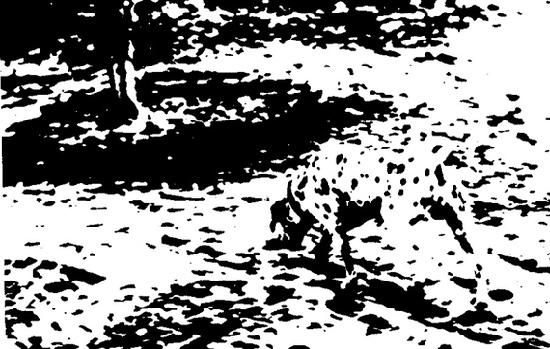 Image of black dots of a dalmation