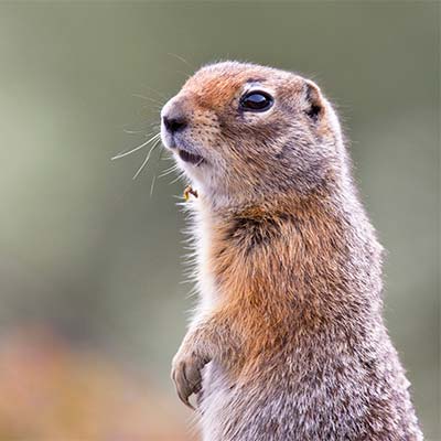 arctic-ground-squirrel_400x400_iStock-154414130.jpg