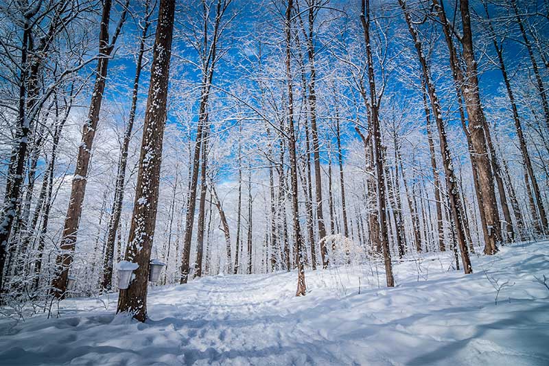 maple trees with syrup buckets during winter