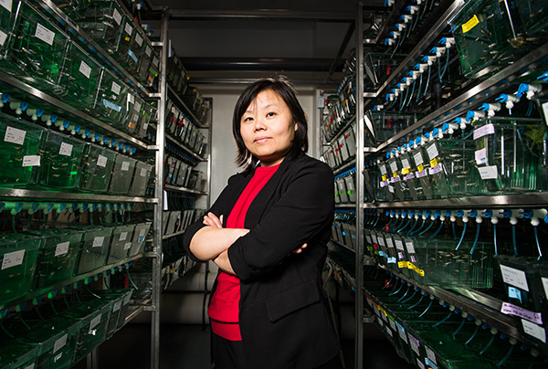 Hui Feng, MD, PhD, and Director of the Boston University Lab of Zebrafish Genetics and Cancer Therapeutics