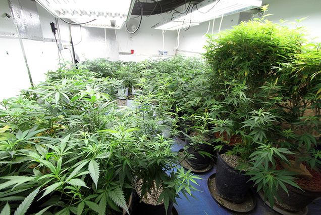 Medical cannabis