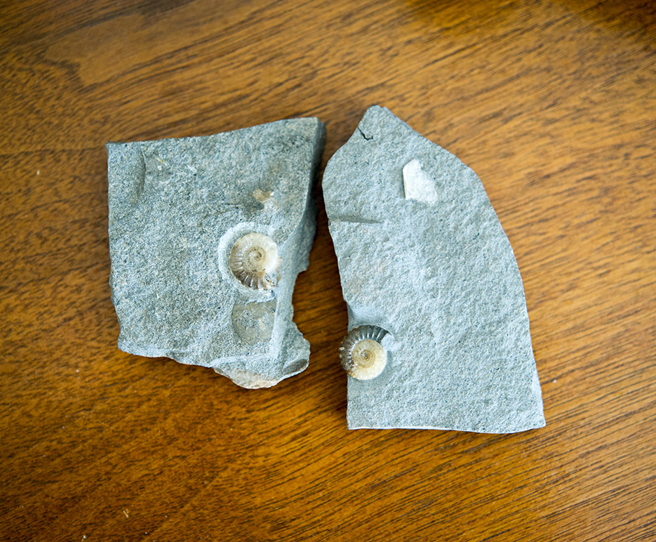 This ammonite fossil is from the coastal town of Lyme Regis on England’s Jurassic Coast. You can break open the mud flats and this is what you find, Busher says. 
