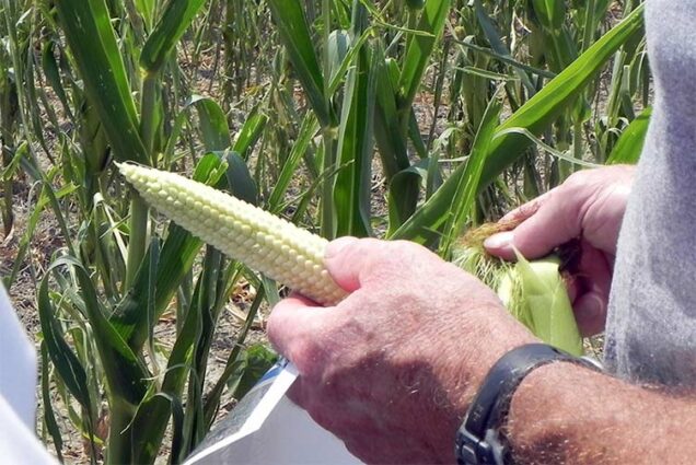 Man shucks an ear of corn in a corn field. USDA photo by Christina Reed.