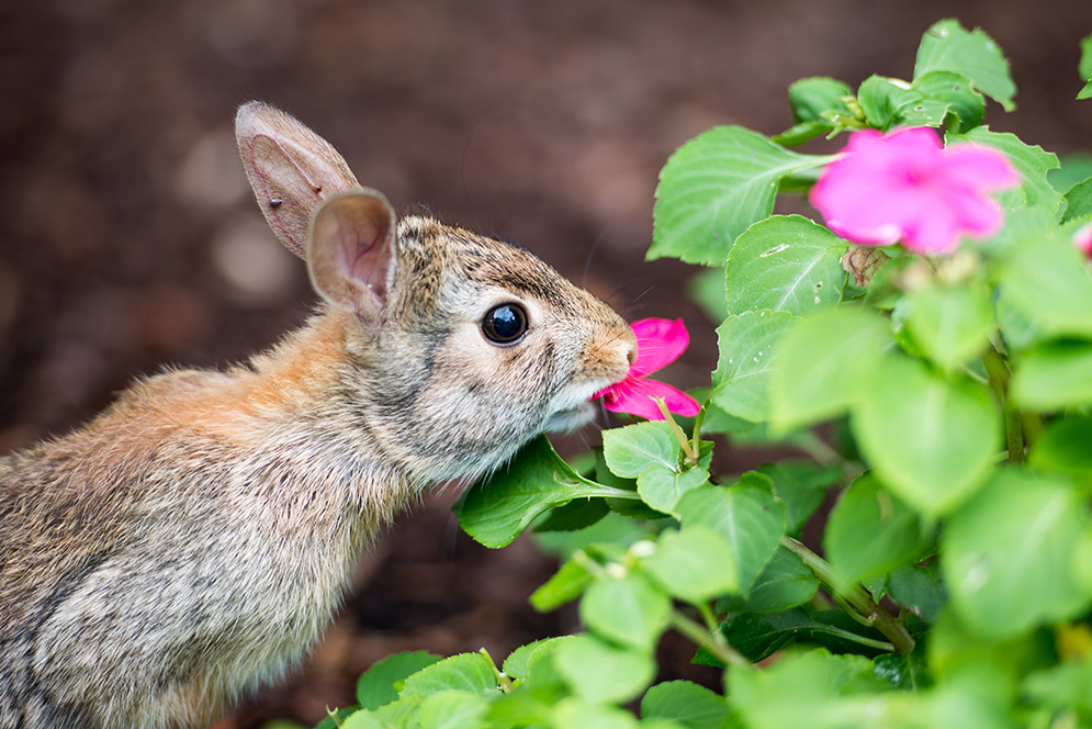 Wild Rabbit chewing up flower