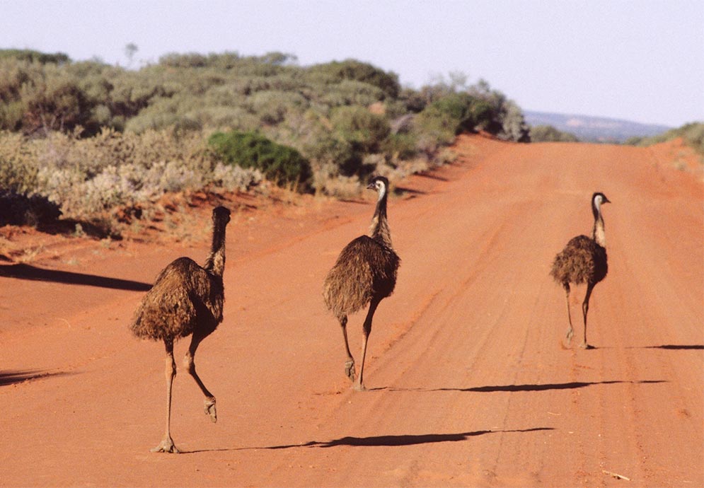 Three emus run along a dirt road in Kennedy Range National Park in Australia