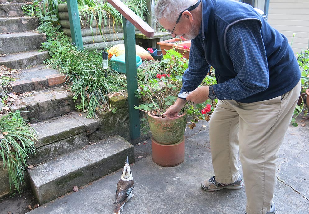 Ted Davis hand-feeds a Kookabura in Australia