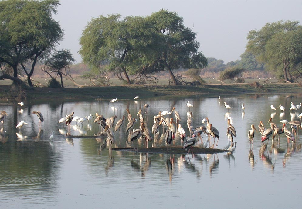 Storks and herons in Keoladeo National Park, India