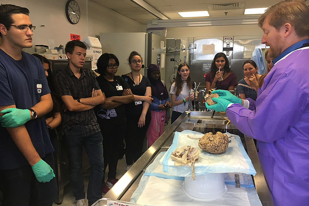 Interns viewing brain
