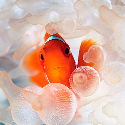 Clownfish in bleached anemone