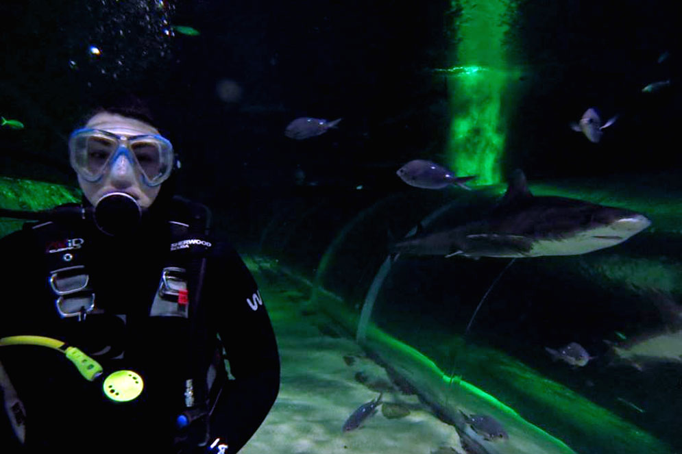 Kate Donnellan swimming with the sharks in New Zealand