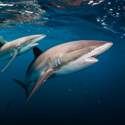 Family of Sharks