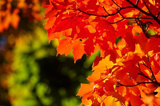 With more than 4,000 trees, shrubs, and flowering plants, the Arnold Arboretum, located in nearby Jamaica Plain, is the perfect place to view fall foliage. Photo by Cydney Scott 