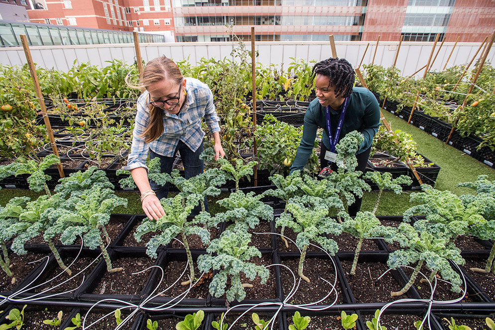 Reann Gibson (SPH’18) volunteers at the farm because she’s “really interested in…sustainability and food justice,” she says. She’s planted lettuce and spinach, pulled up peas and green beans, and watered and weeded.