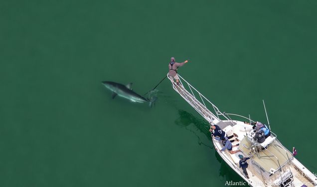 Greg Skomal and the Atlantic White Shark Conservancy crew on a boat filming and tagging a Great White shark in Cape Cod