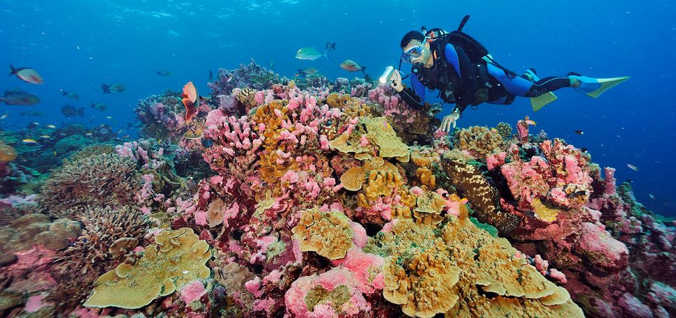 Biologist David Obura diving in the Phoenix Islands Protected Area (PIPA) to examine coral reef recovery