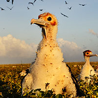 sm_bird