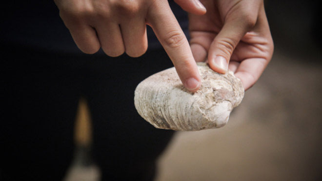 finger pointing to butter clam shell