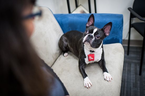 SARP director Maureen Mahoney adopted Auggie hoping he’d be able to come to work to make counseling sessions less stressful for clients. Photo by Jackie Ricciardi