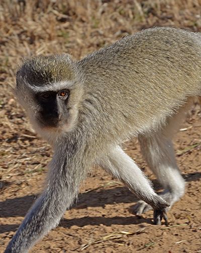 Vervet Monkey
