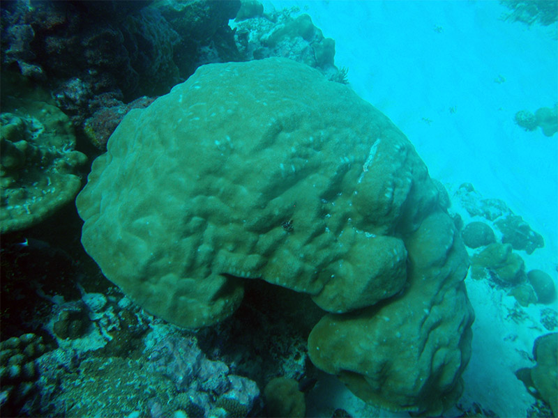 A Porites coral colony, the species researchers most commonly use when extracting coral cores that help them re-create historical wind records from the past century.