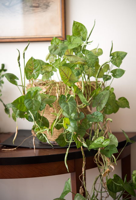 A heart leaf philodendron plant