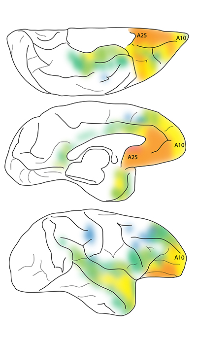 A map of connections to area 25, with warmer colors indicating stronger connections.