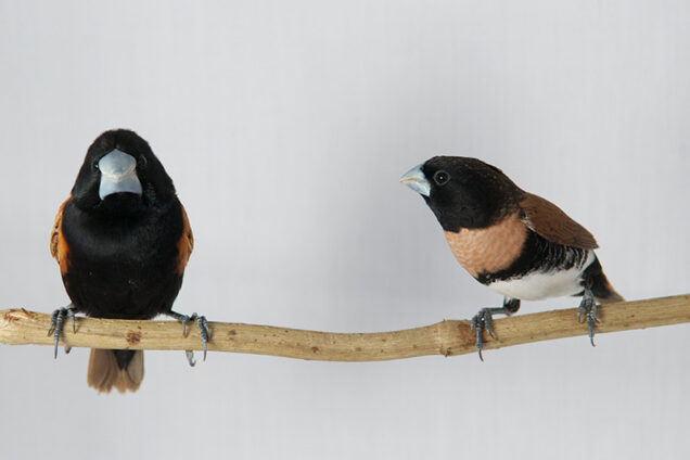 Lonchura castaneothorax and Lonchura grandis species of Finches from New Guinea standing on a branch