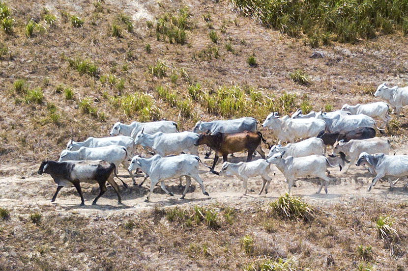 In northern and northeastern Brazil, cattle ranching is a high-status profession. But payoffs can be poor, and damage to ecosystems can be devastating.