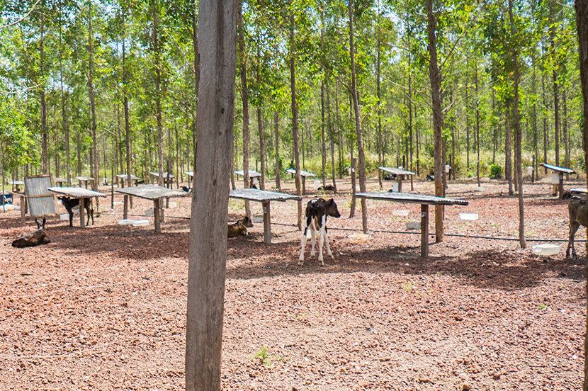 Garrett visits a hybrid eucalyptus and cattle farm
