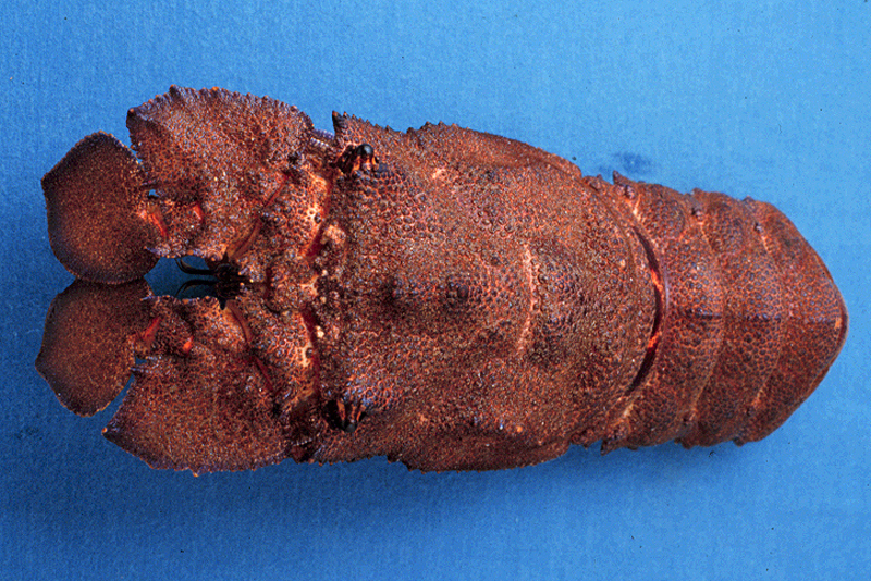 The warm-water slipper lobster is immune to the shell disease plaguing New England lobsters. Lavalli wants to know why. Courtesy of Kari Lavalli