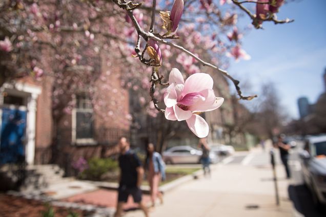 A Magnolia Blossom 