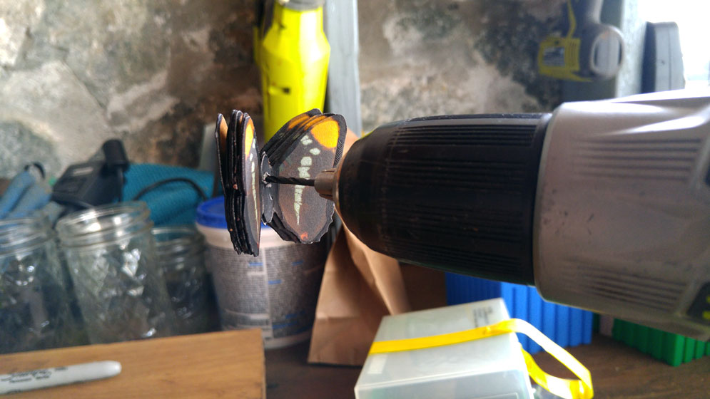 Kristiansen made 3,600 butterflies for his field experiment. He drilled holes to insert twist ties, which he used to attach the butterflies to trees and bushes. “When you use the drill, you can do like eight at a time, which was fantastic,” he says. Photo courtesy of Evan Kristiansen