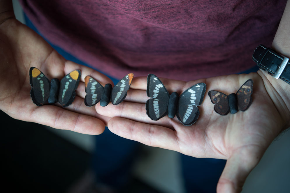 To test Batesian mimicry in the field, Kristiansen made and deployed 3,600 artificial butterflies. Here are the four model types: left to right, Adelpha californica, known commonly as the California sister (the model), <em>Limenitis lorquini</em> or Lorquin’s admiral (the mimic), <em>Limenitis weidemeyerii</em> or Weidemeyers’ admiral (the nonlocal or “novel” control), and <em>Junonia coenia</em>, the common buckeye (the local control). Photo by Cydney Scott