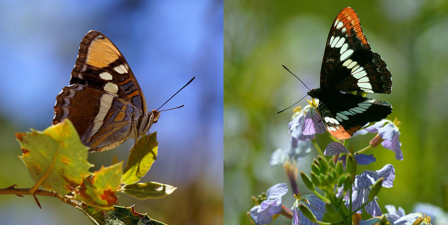 Adelpha californica, at left, is toxic to birds, but Limenitis lorquini, at right, is not. L. lorquini is a “Batesian mimic”—it has evolved a similar appearance to the toxic butterfly to help it avoid predators. Photos courtesy of Eric Sonstroem and J. Maughn via Flickr