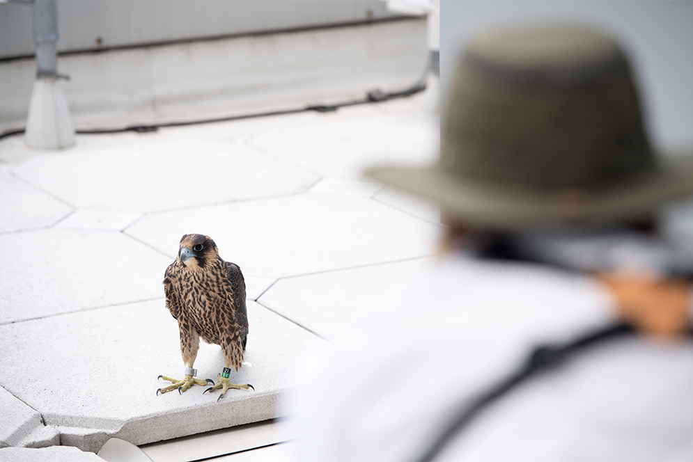 State wildlife worker tries to save a Peregrine Falcon chick on top of a building