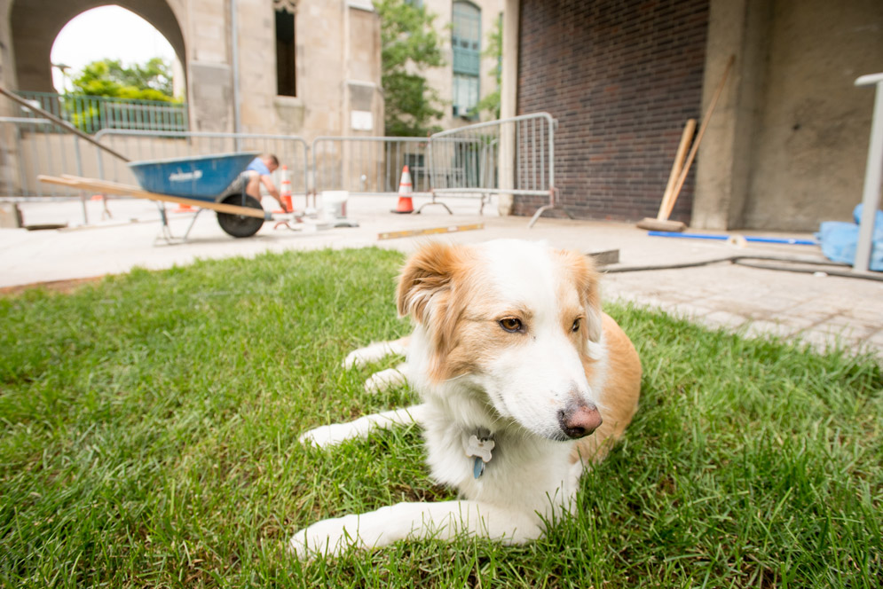 a dog relaxes on campus 
