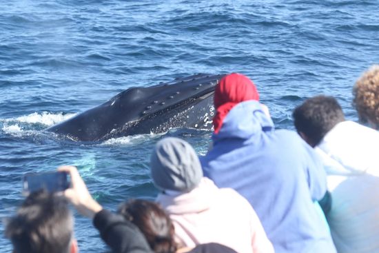 Photo courtesy of Cape Ann Whale Watch