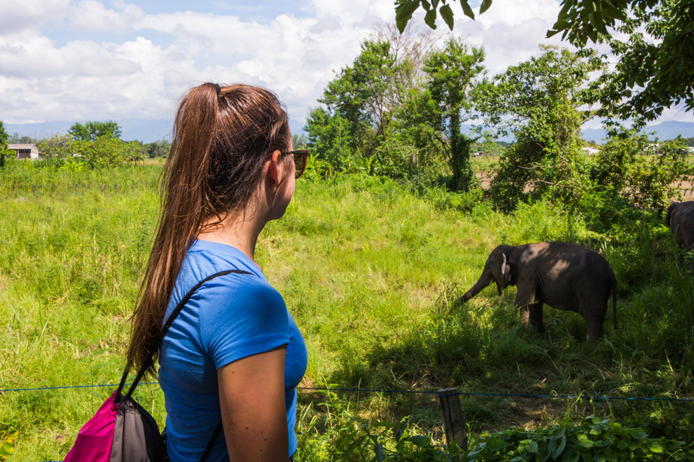 Elephant Valley sanctuary