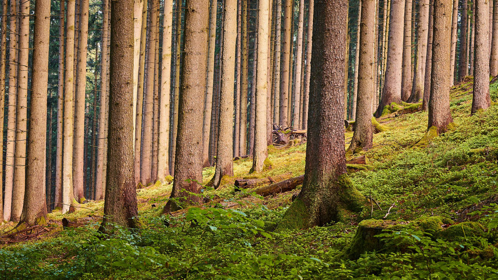 sunrise in the woods