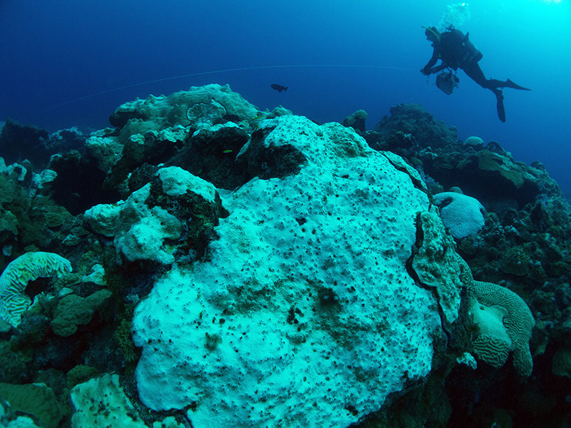 A diver reels in a line near a bleached colony of Boulder Star Coral at East Flower Garden Bank.