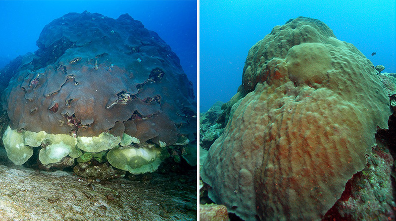 Composite image showing dying coral in the East Bank of Flower Garden Banks National Marine Sanctuary on the left and healthy coral on the west bank of Flower Garden Banks National Marine Sanctuary on the right. The coral on the left shows a bleached lesion area on the bottom edge.