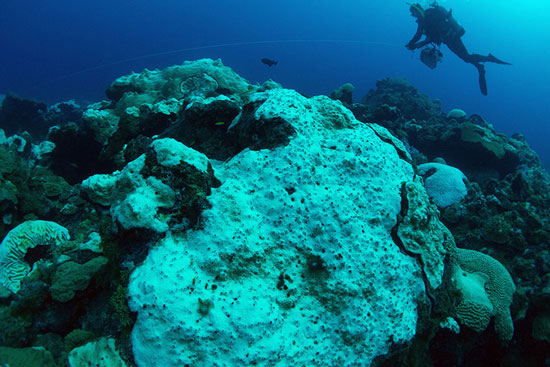 A diver reels in a line near a bleached colony of Boulder Star Coral at East Flower Garden Bank.