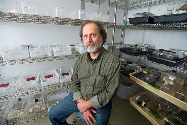 Boston University professor of biology and a social insect researcher James F. A. Traniello poses sitting among insect specimens in his lab.