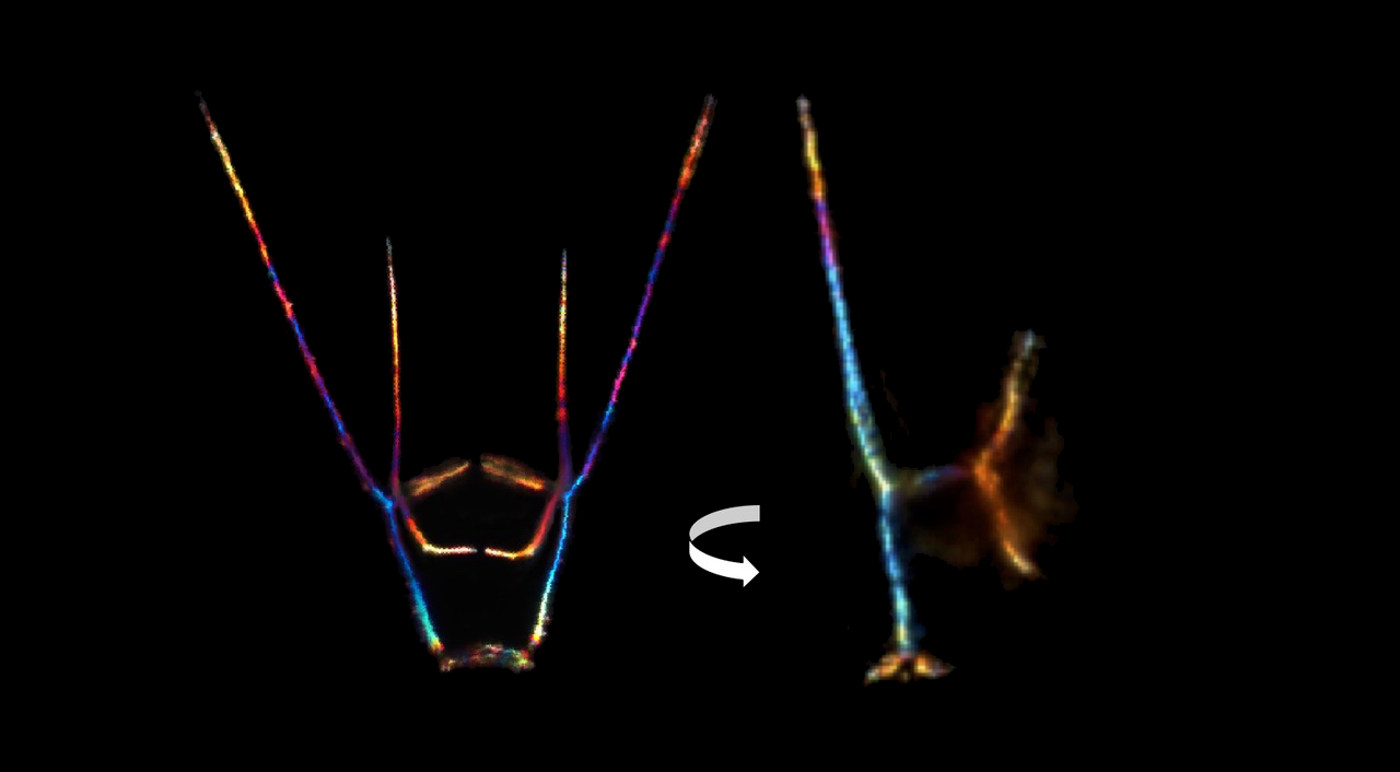 Graphic illuminating the larval skeletons of sea urchins in rainbow color.