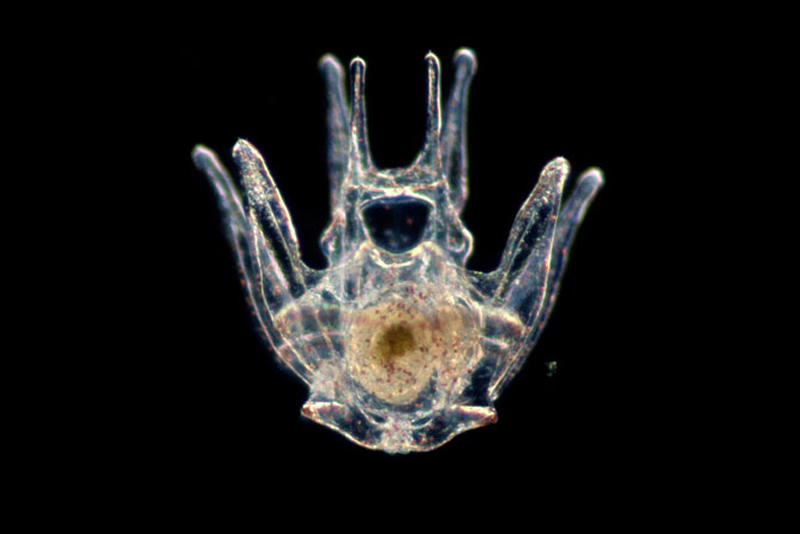 sea urchin embryo