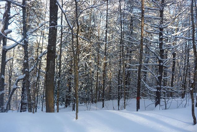 Trees and snowline of a Northeastern Forest.