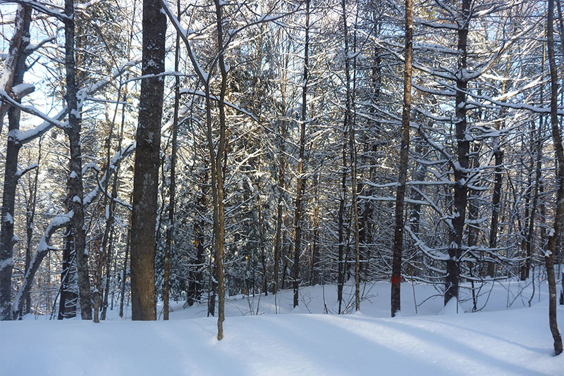 Winter Woods Tree Washi Set – The Journal Effect