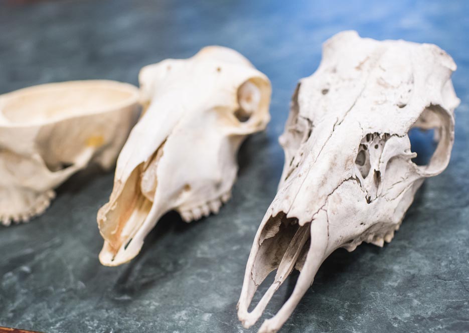 animal skulls